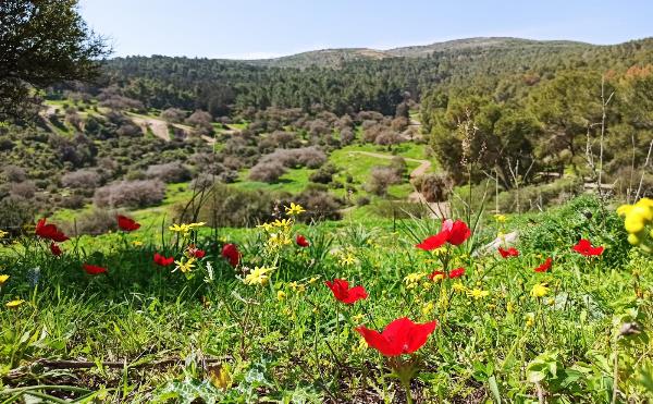 יער בית קשת